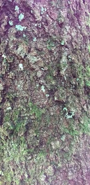 Dicranum viride na náhradnej TMP 13