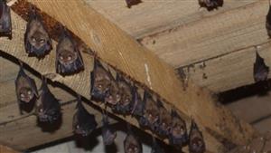 kolónia podkovárov