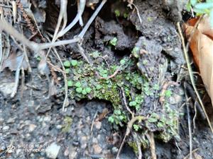 Mannia triandra na TMP1