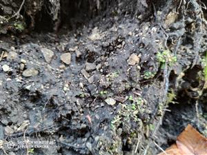 Mannia triandra na TMP2