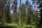 Brezové, borovicové a smrekové lesy na rašeliniskách (11.7.2021)