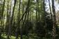 Brezové, borovicové a smrekové lesy na rašeliniskách (4.7.2015)