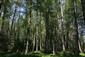 Brezové, borovicové a smrekové lesy na rašeliniskách (4.7.2015)