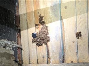 časť kolónie druhu Rhinolophus euryale