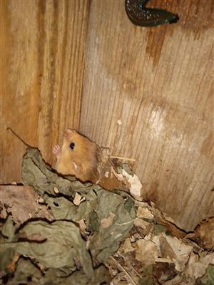 Muscardinus avellanarius