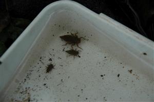 Rôznoveké larvy Cordulegaster heros sú znakom stabilnej populácie druhu na lokalite.