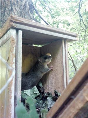Glis glis