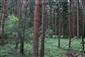 Brezové, borovicové a smrekové lesy na rašeliniskách (13.6.2021)