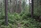 Brezové, borovicové a smrekové lesy na rašeliniskách (6.6.2021)
