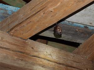 jedinec RHip v hospod. budove