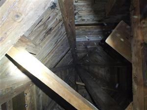 kolónia R. hipposideros v podkroví