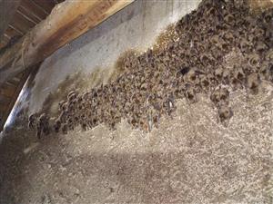kolónia M. myotis/blythii v podkroví