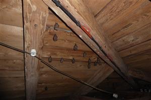 kolónia R. hipposideros v podkroví