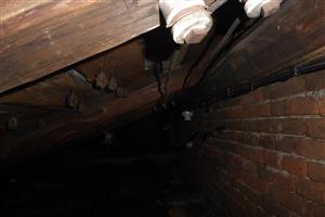 kolónia R. euryale v podkroví