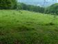Suchomilné travinnobylinné a krovinové porasty na vápnitom podloží (*dôležité stanovištia Orchideaceae) (27.5.2014)