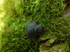 Lucanus cervus - samica