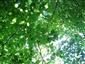 Bukové a jedľové kvetnaté lesy (24.7.2013)