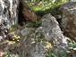 Silikátové skalné steny a svahy so štrbinovou vegetáciou (30.8.2021)