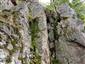 Silikátové skalné steny a svahy so štrbinovou vegetáciou (23.8.2021)