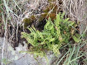 Woodsia ilvensis a Asplenium trichomanes