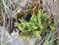 Woodsia ilvensis a Asplenium trichomanes