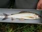 Thymallus thymallus