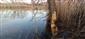 TML Virtské jazero, kmeň jablone, breh Virtského jazera, nahryzený Castor fiber. Foto: 10.2.2022, J.Lengyel.