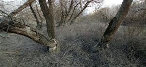Skupinka vŕb (Salix, sp.), kmene čiastočne zhyzené bobrom, poloostrov, západ. časť TML Medveďovské rameno. Foto: 14.2.2022, J.Lengyel.