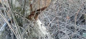 Pohľad na bobrom čiastočne zhyzenú vrbu (Salix, sp.), poloostrov, TML Medveďovské rameno, foto: 14.2.2022, J.Lengyel.