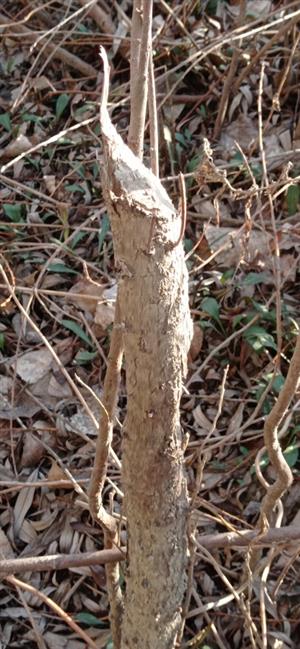 Zhryzený kmienok vŕby (Salix, sp.), TML Dunaj, ústie Váhu do Dunaja, foto: 16.2.2022, J.Lengyel