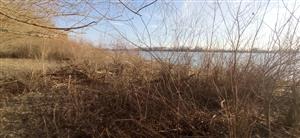 Pohľad na časť TML Dunaj, ústie Váhu do Dunaja. Mladý vŕbový nárast, potravný biotop bobrov. Foto: 16.2.2022, J.Lengyel.