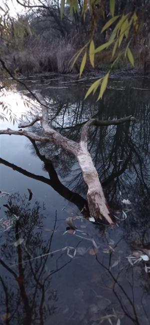 Pohľad na zhryzený a ohryzený bočný kmeň vŕby (Salix alba), SZ breh ramena a TML Číčov. mŕtve rameno, foto: 19.11.2021, J.Lengyel.