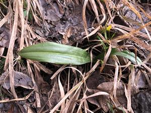 listová ružica Himantoglossum adriaticum