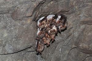 zoskupenie Myotis myotis