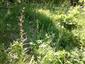 Echium russicum v poraste