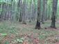 Bukové a jedľové kvetnaté lesy (17.9.2013)