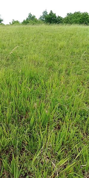 Lúčny porast na severe monitorovanej plochy s výskytom Himantoglossum adriaticum.