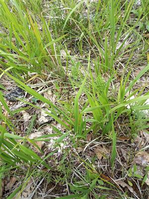 Nájdi si svoje dva kusy Himantoglossum adriatiucm v trávnom poraste.
