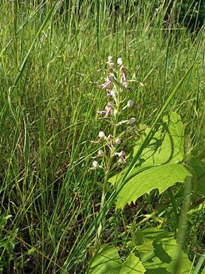 Himantoglossum adriaticum v trávnom poraste na okrajoch kríkov.