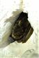 Eptesicus nilssoni_Psie diery