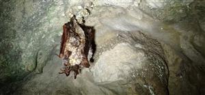 Mzotis myotis v jaskyni Javorina