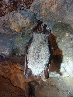 Myotis blythi