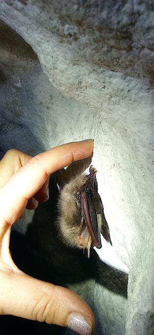 Plecotus auritus