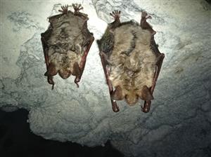 Myotis myotis