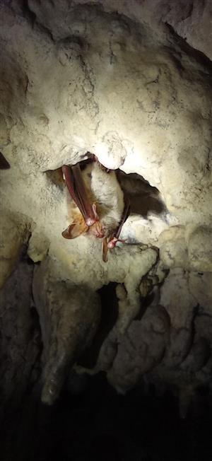 Myotis myotis