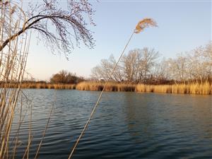 Pohľad na bývalé rameno Žitavy, TML Virtské jazero, JZ časti, foto: 24.3.2022, J.Lengyel.