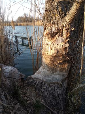 Pohľad na staršie bobri ohryzy, JZ brehy TML Virtské jazero, Populus nigra, foto: 24.3.2022, J.Lengyel.