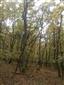 Karpatské a panónske dubovo-hrabové lesy (15.10.2014)