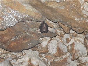 Rhinolophus ferrumequinum