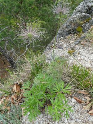 Pulsatilla subslavica